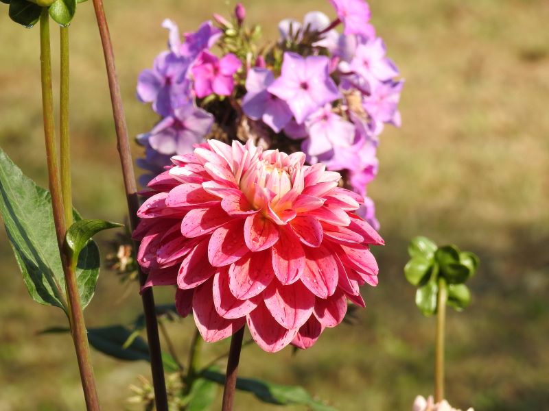 Strawberry Cream Dahlia