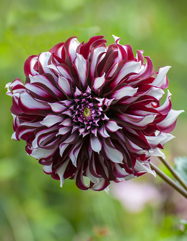 Tartan Dahlia