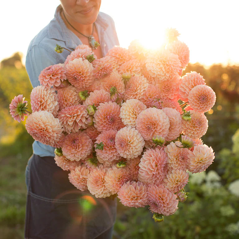 Linda’s Baby Dahlia
