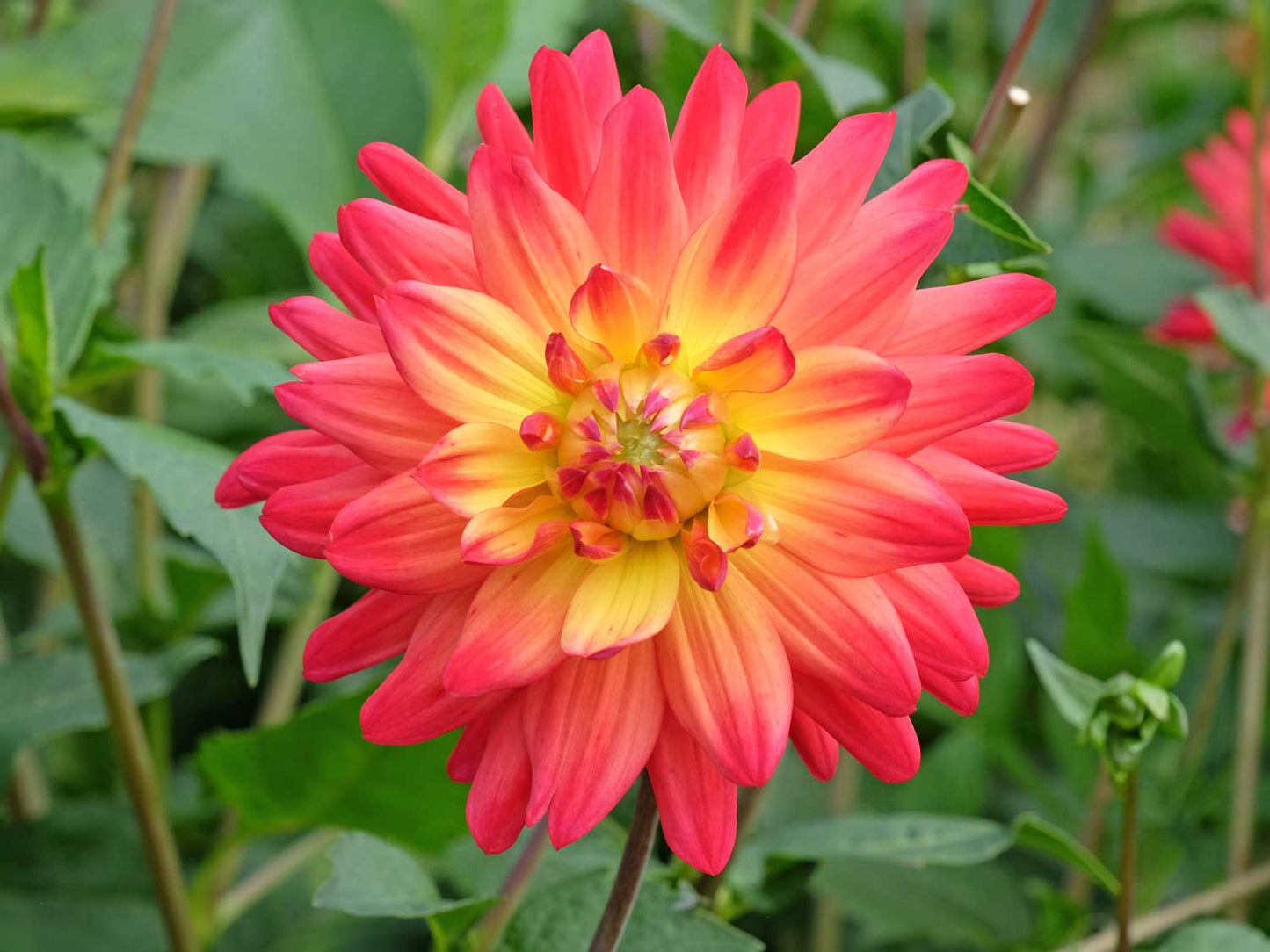Rainbow Silence Dahlia