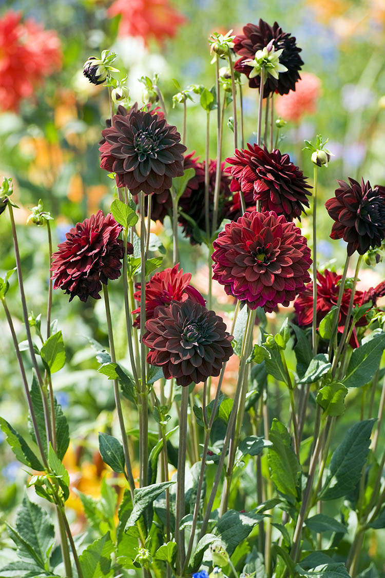 Arabian Night Dahlia