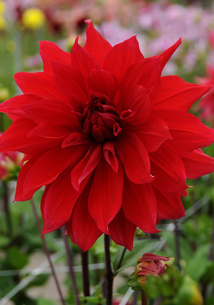 Babylon Red Dahlia