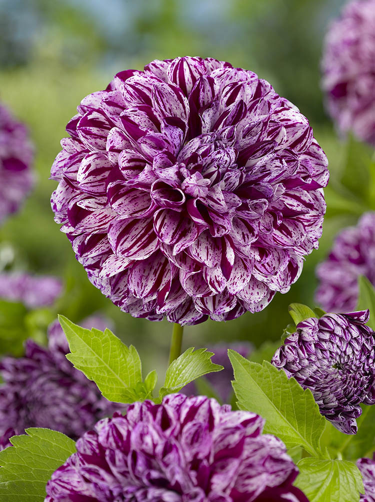 Marble Ball Dahlia