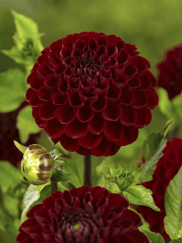 Viking Dahlia