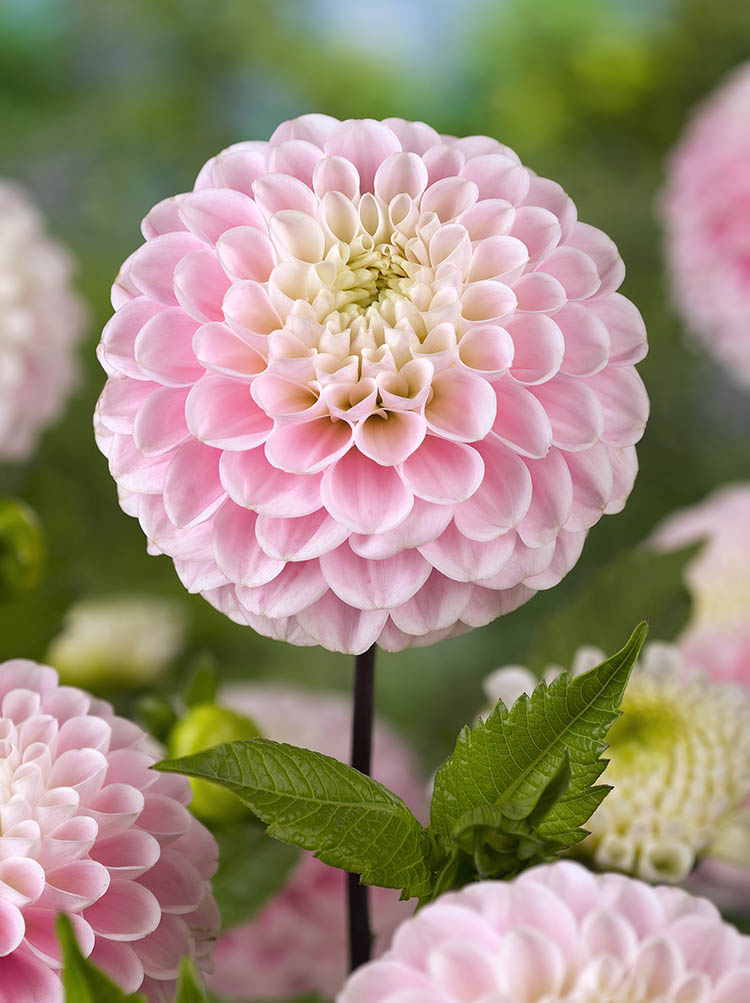 Wizard of Oz Dahlia