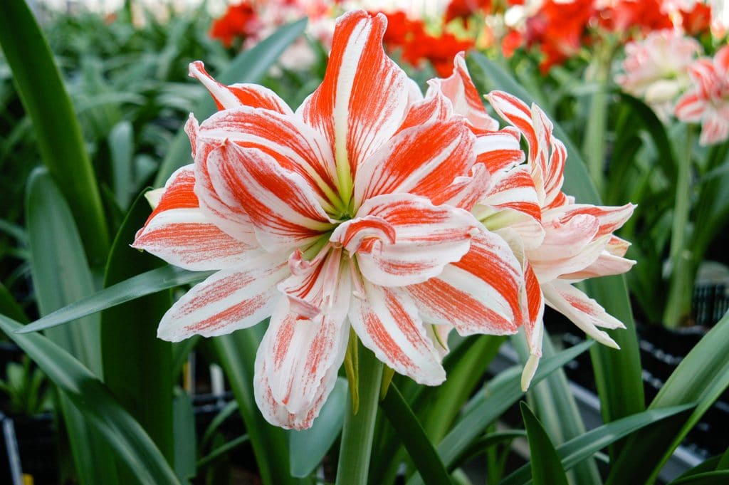 Dancing Queen Double Amaryllis Bulbs