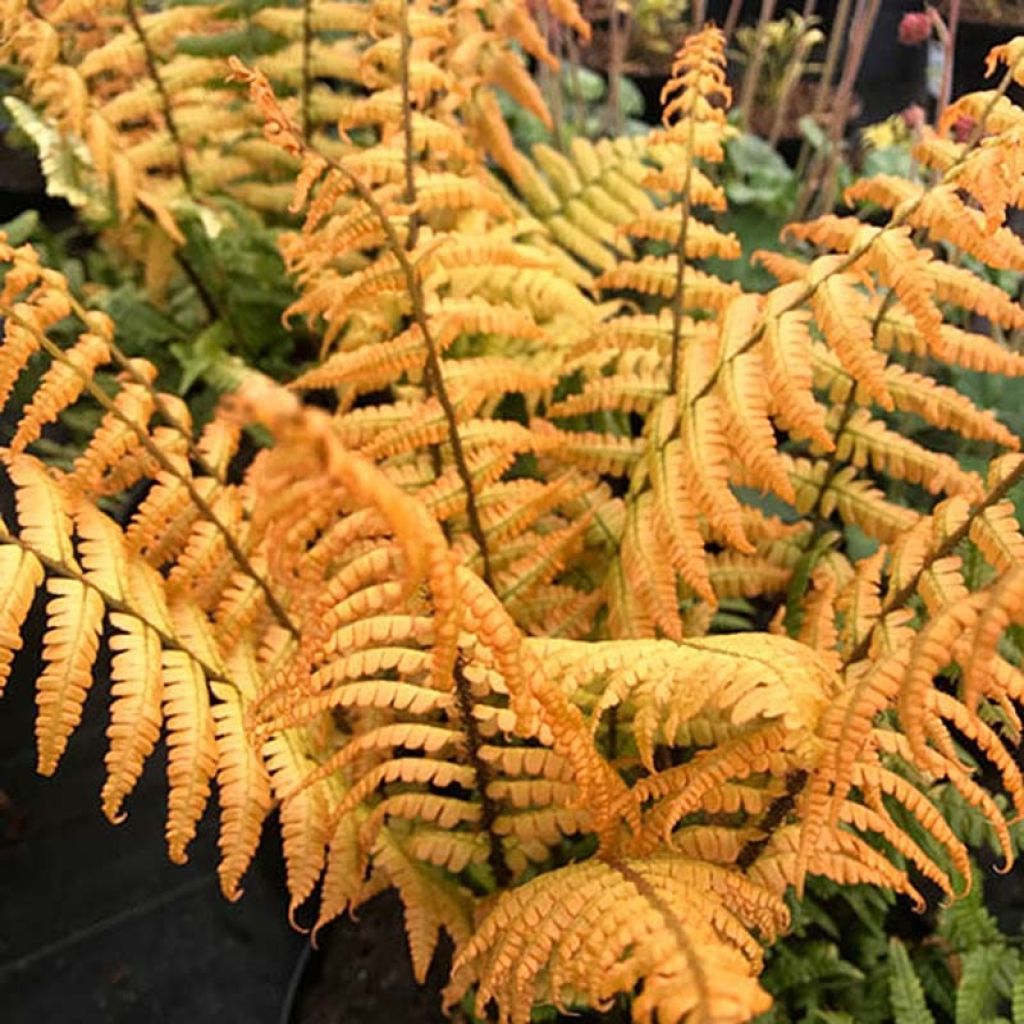 Dryopteris Wallichiana ‘Jurassic Gold’ Gold Wood Fern