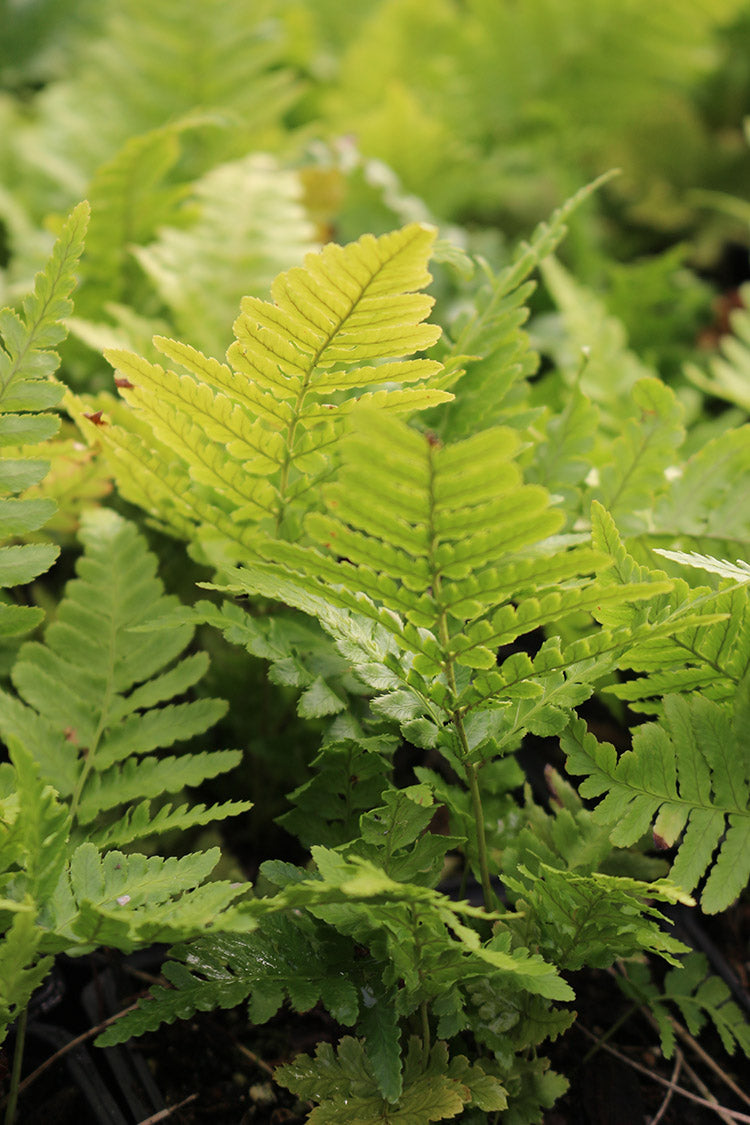 Dryopteris Erythrosora Autumn Fern