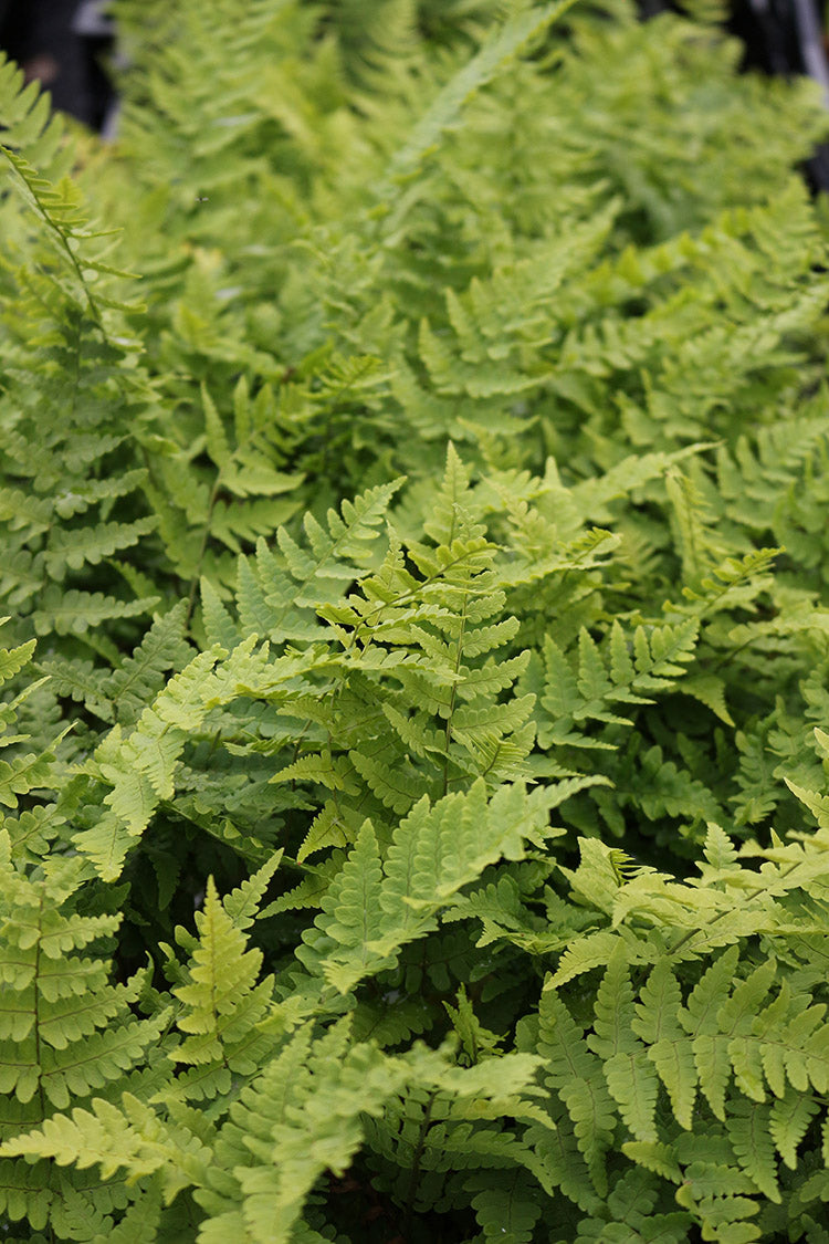 سرخس الخشب الجلدي Dryopteris Marginalis