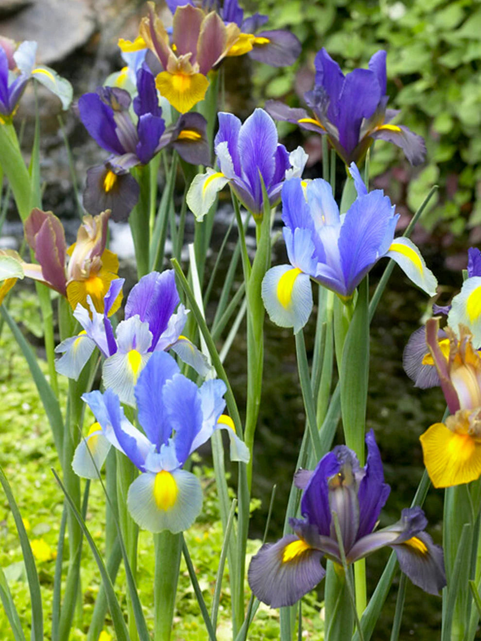 Tiger Mix Dutch Iris Bulbs