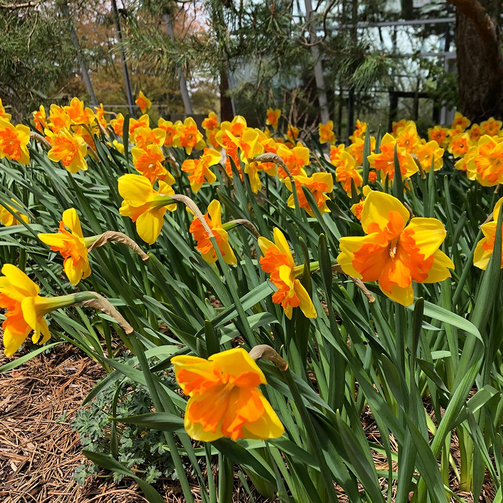 Congress Narcissus Bulbs