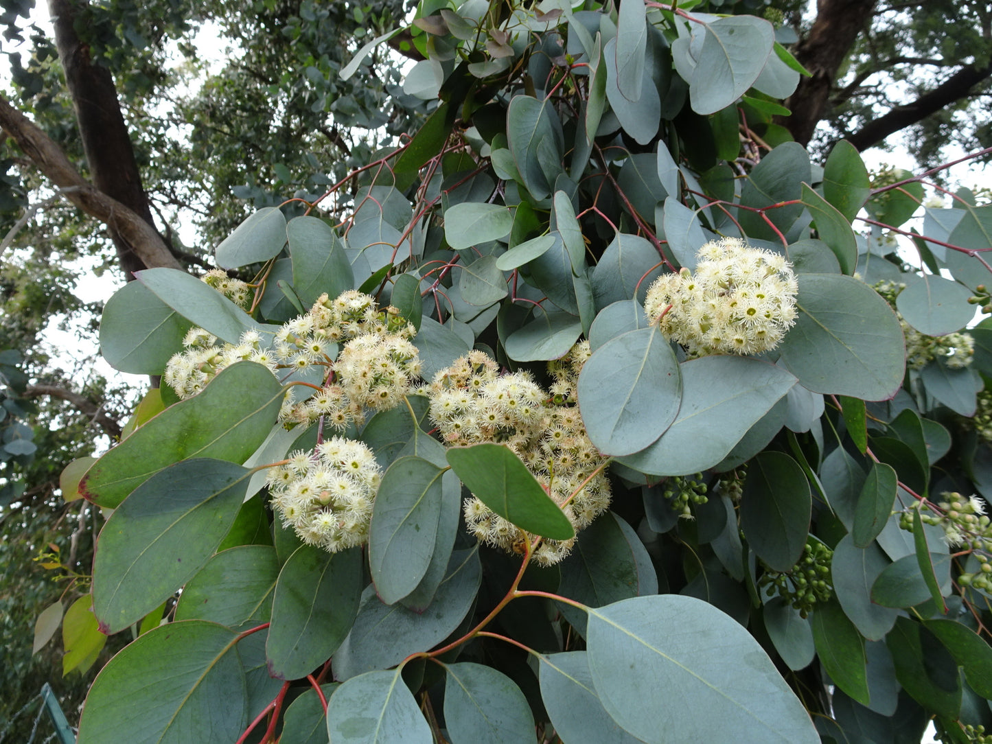 Red Box Polyanthemos Eucalyptus Seeds online shopping