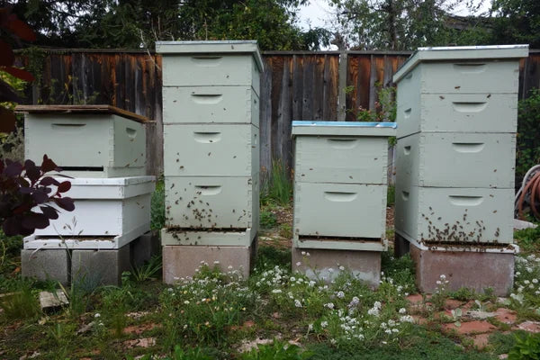 10 Frame Langstroth Beehive Unassembled Beginner Beekeeper Kit