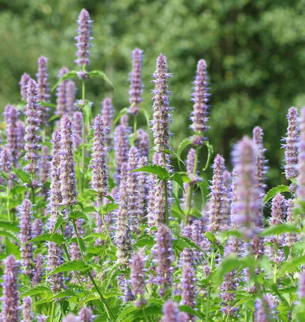 Licorice Mint Seeds online shopping