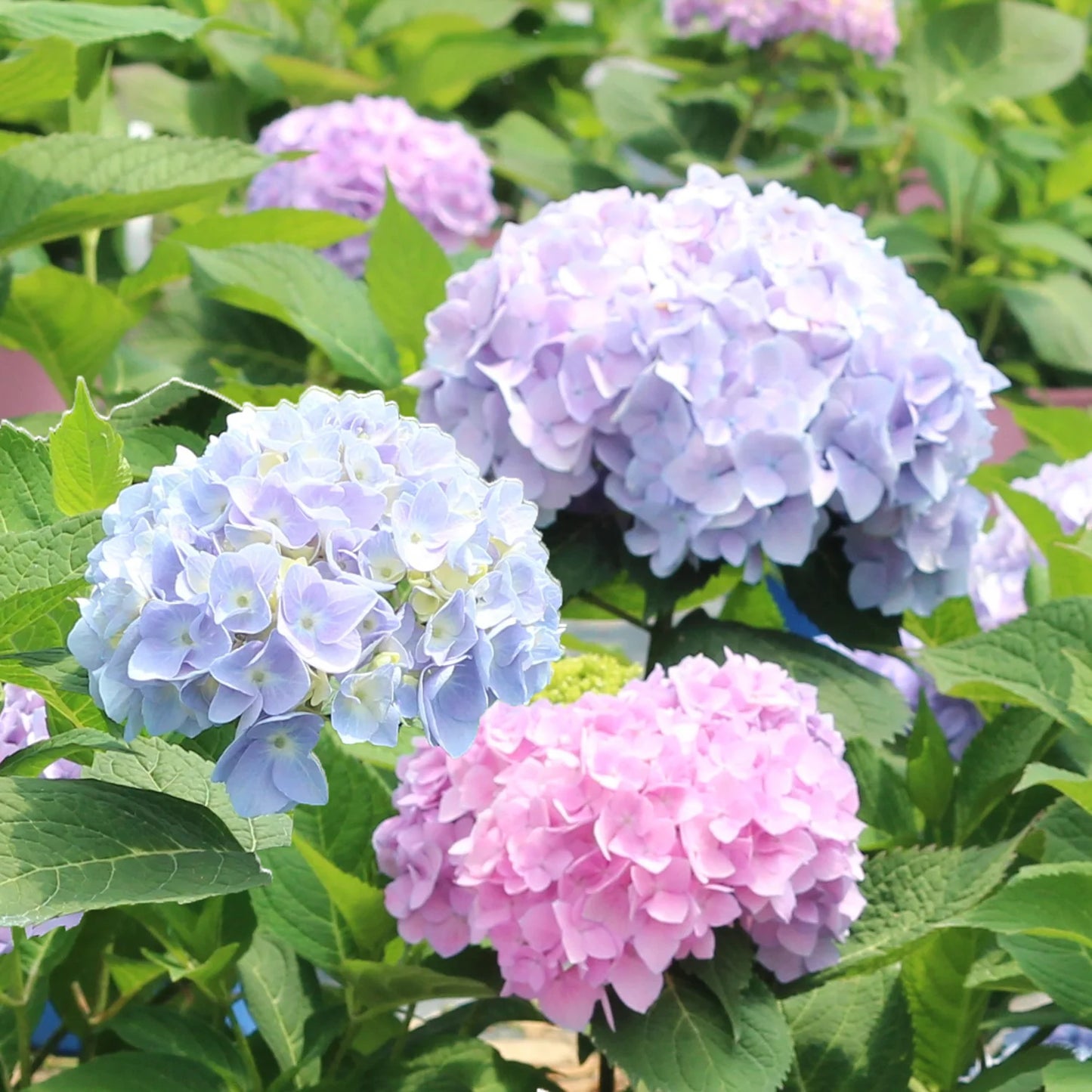 Hydrangea macrophylla Hokomarore Elizabeth Ashley