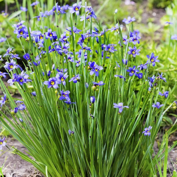 Western Blue-Eyed Grass (Sisyrinchium Bellum) Seeds online shopping
