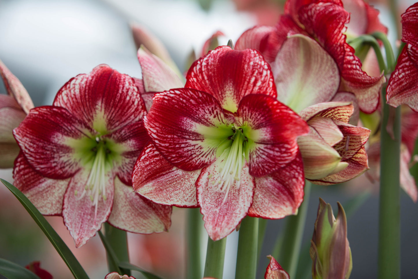 Flamenco Queen Amaryllis Bulbs