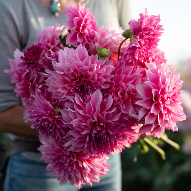 Café au Lait Rose Dahlia