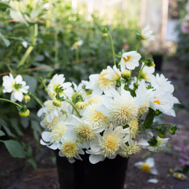 Platinum Blonde Dahlia