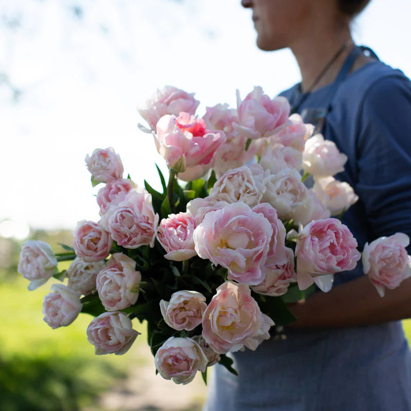 Angelique Tulip Bulbs