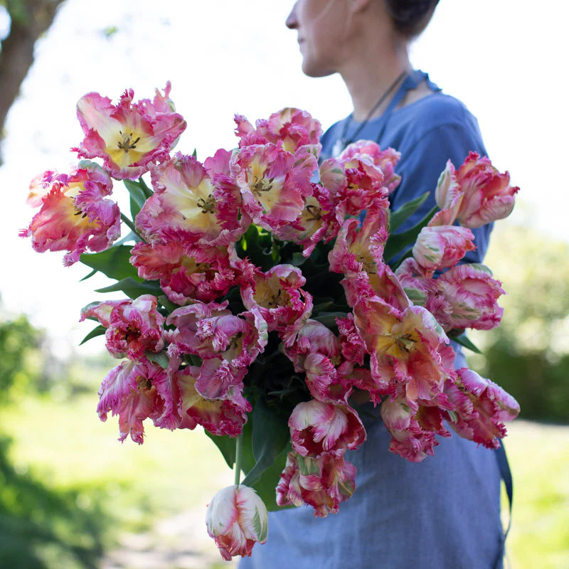 Apricot Parrot Tulip Bulbs