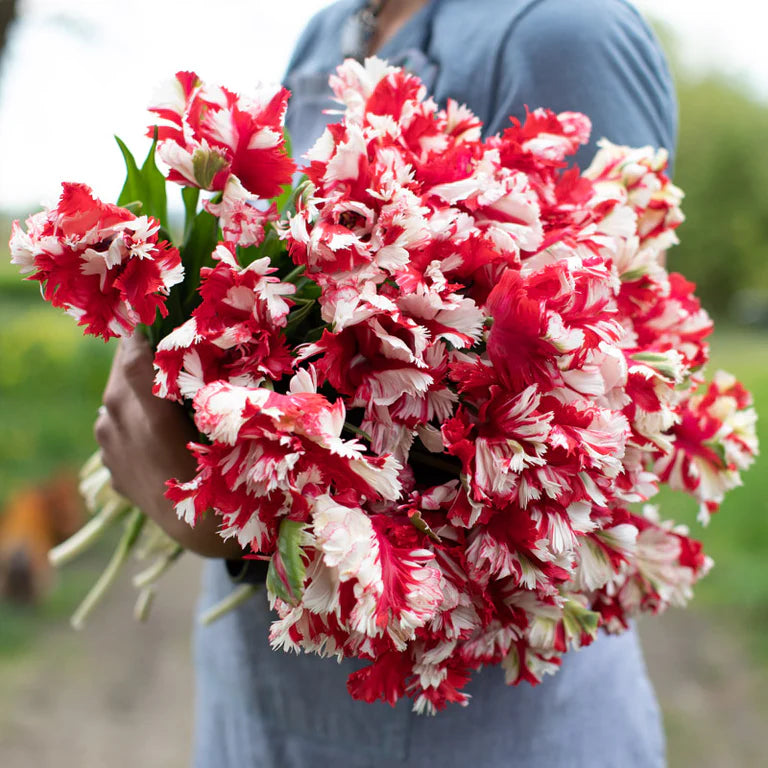 Estella Rynveld Tulip Bulbs