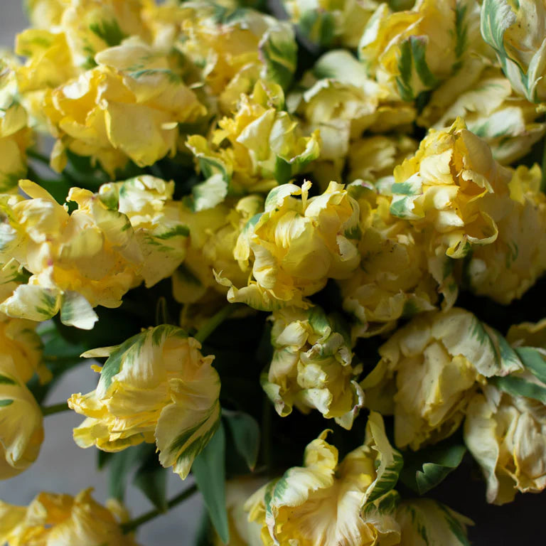 Yellow Madonna Tulip Bulbs