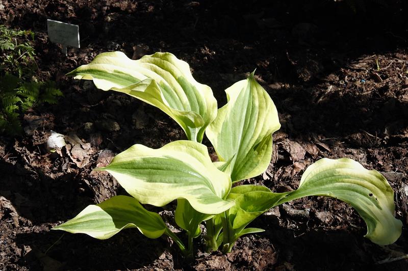 Silk Road Hosta Plant