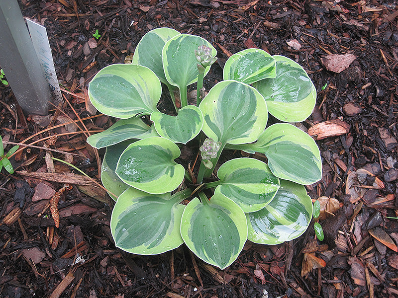 Frosted Mouse Ears Hosta Plant