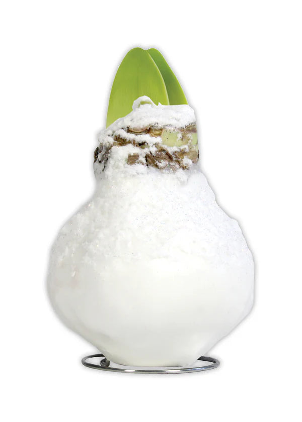 Cupid Prepared Amaryllis Bulbs