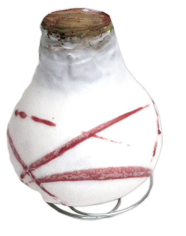 Comet Prepared Amaryllis Bulbs