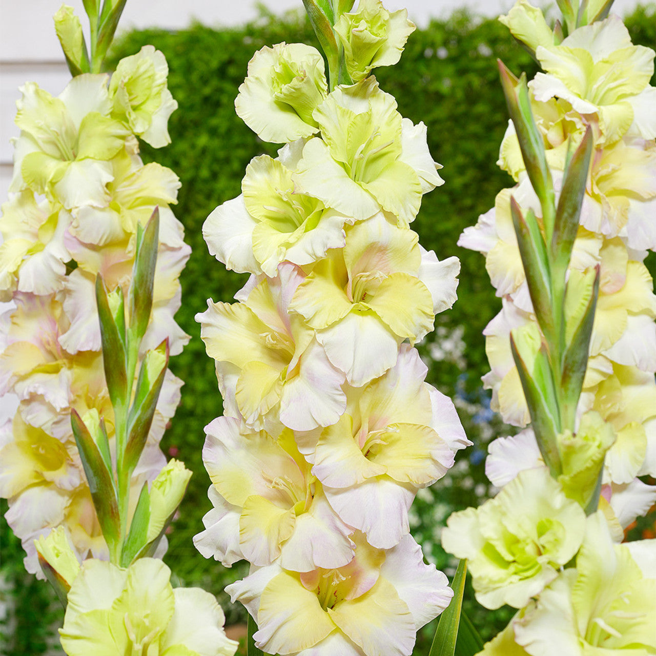 Lemonlicious Gladiolus Corms