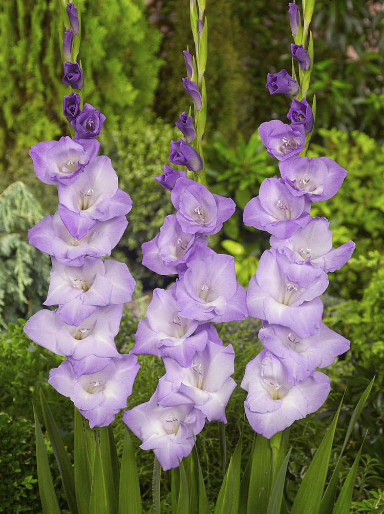 Blue Tropic Gladiolus Corms