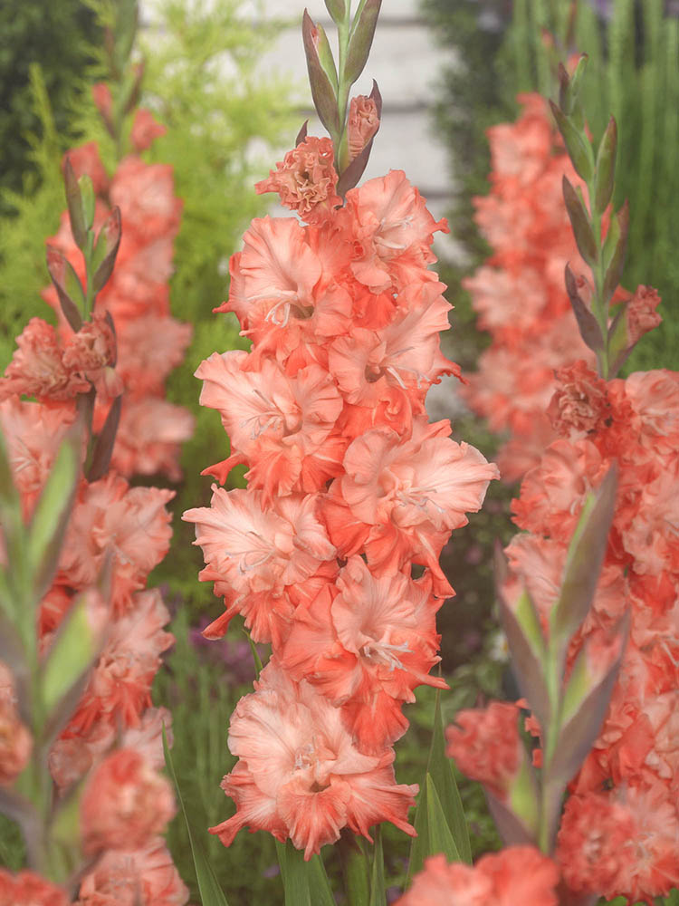 Charkov Gladiolus Corms