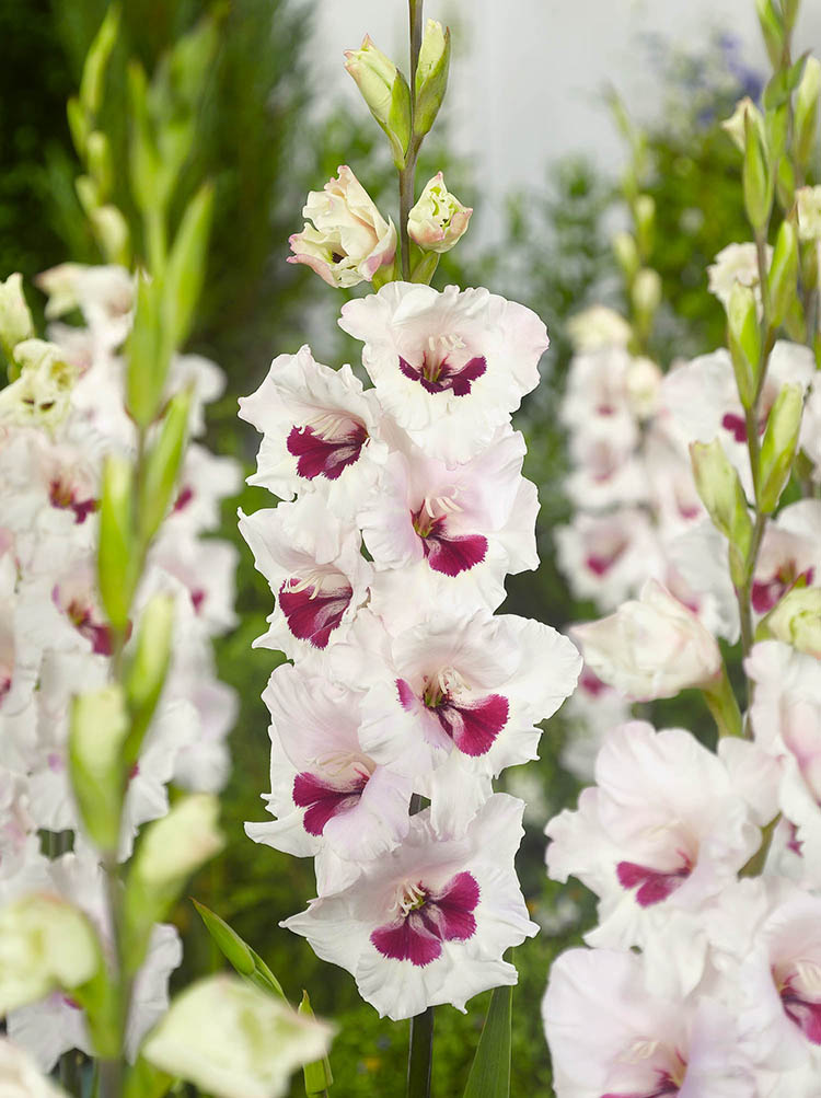 Florentina Gladiolus Corms