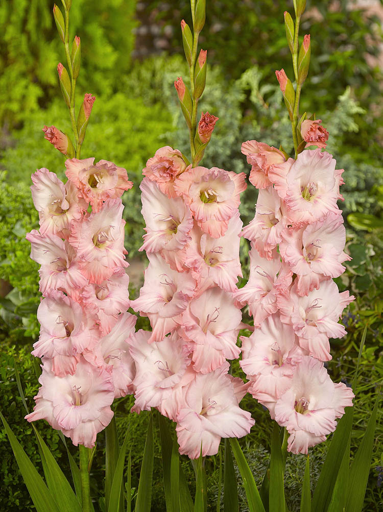 Friendship Pink Gladiolus Corms
