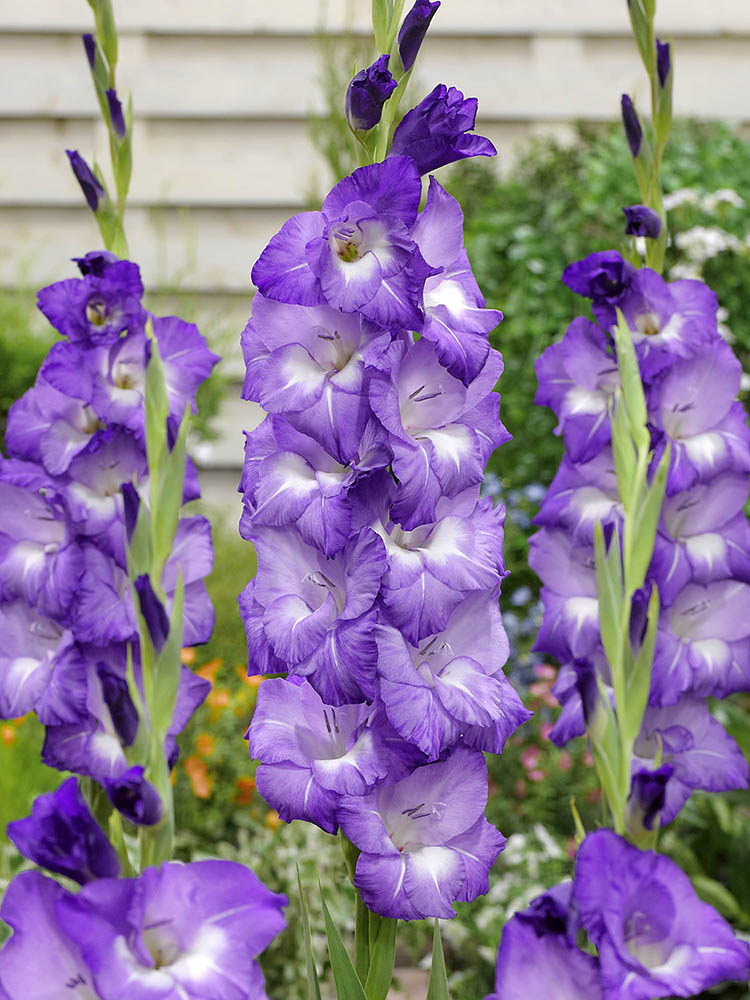 Nori Gladiolus Corms