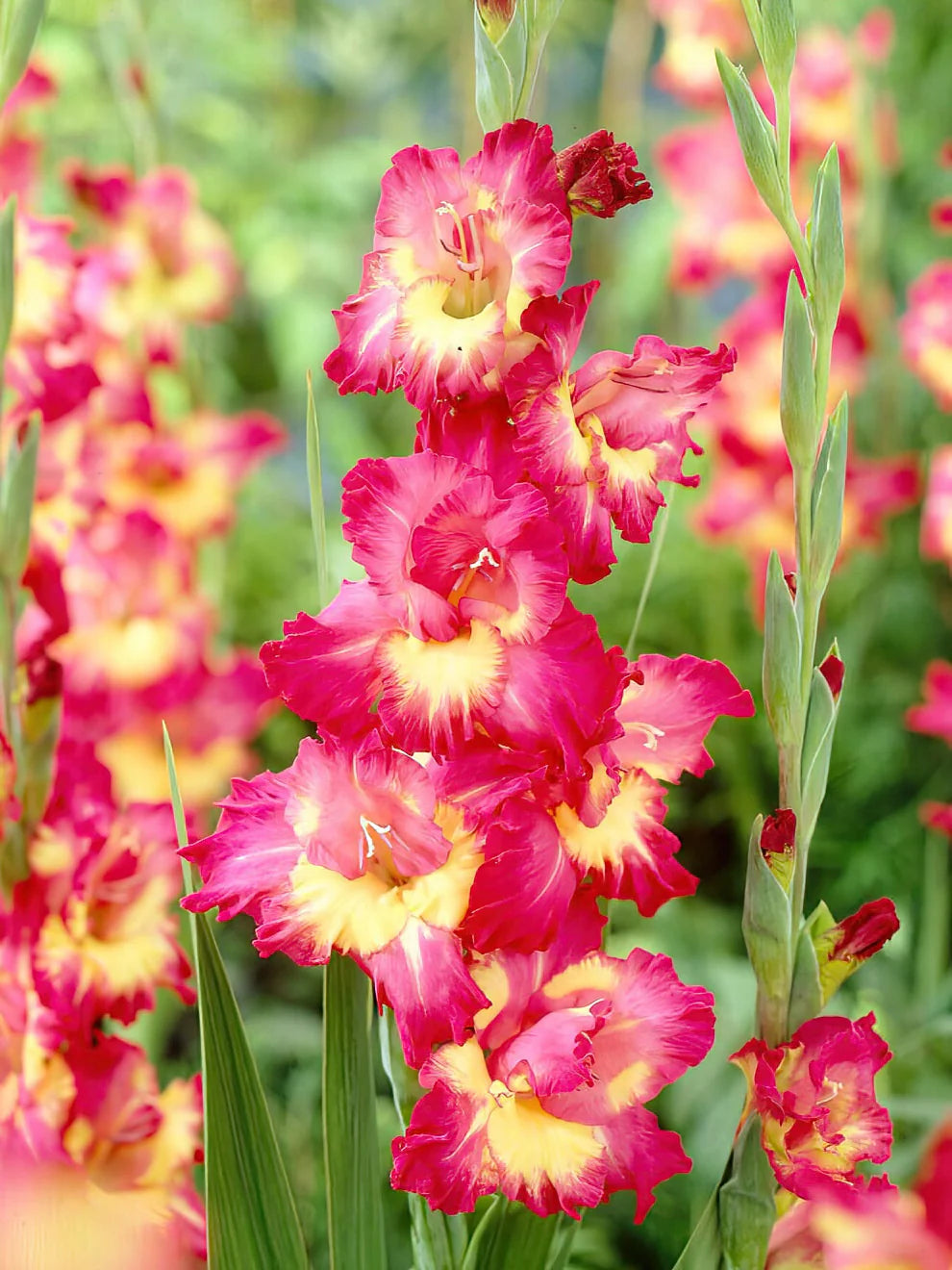 Far West Gladiolus Corms