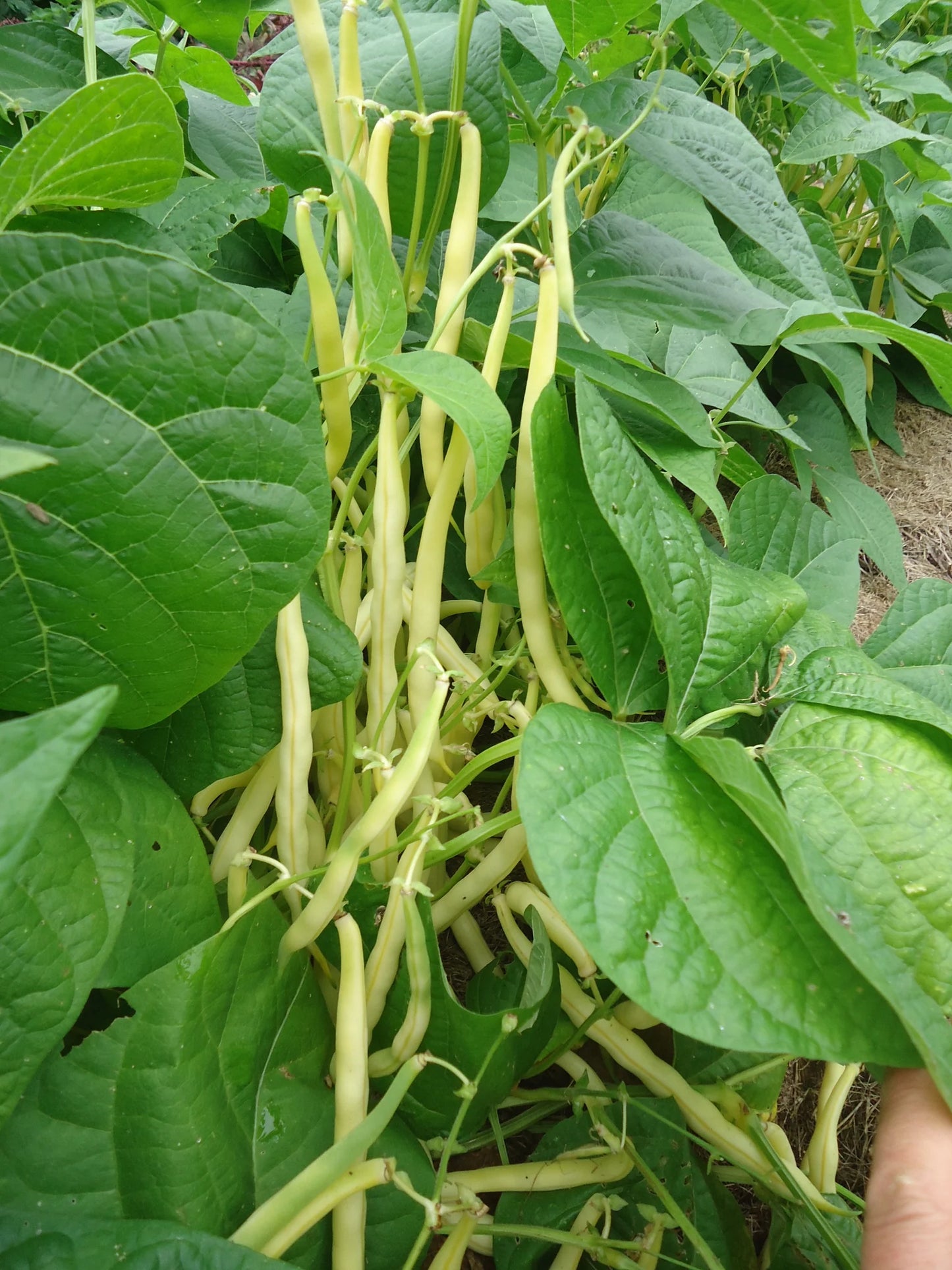 Gold Rush Bush Bean Seeds online shopping