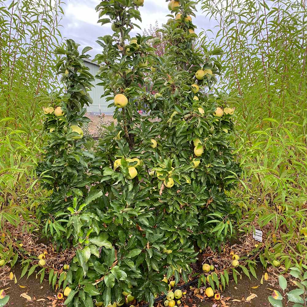 Golden Treat® Columnar Apple