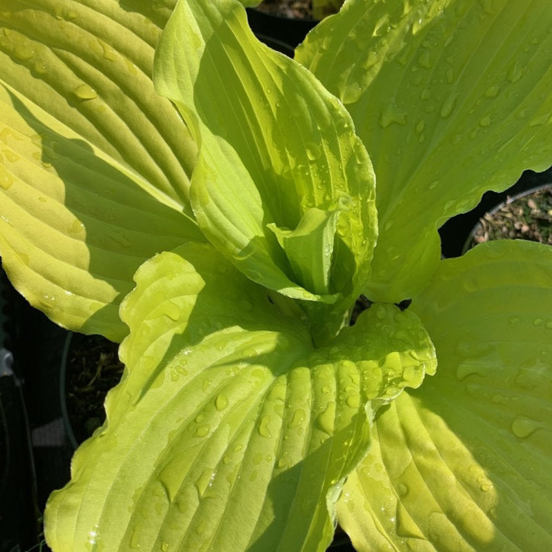 Dancing Queen Hosta Plant