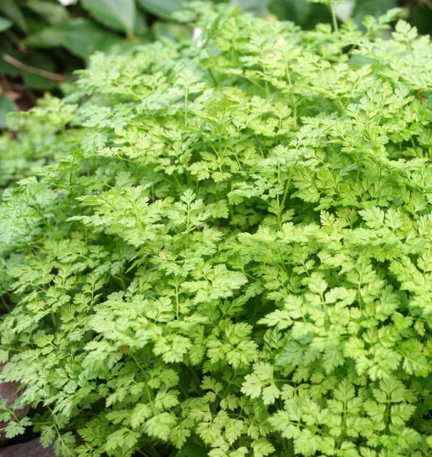Chervil seeds online shopping