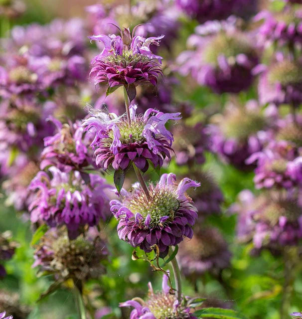 Lemon Bergamot seeds online shopping