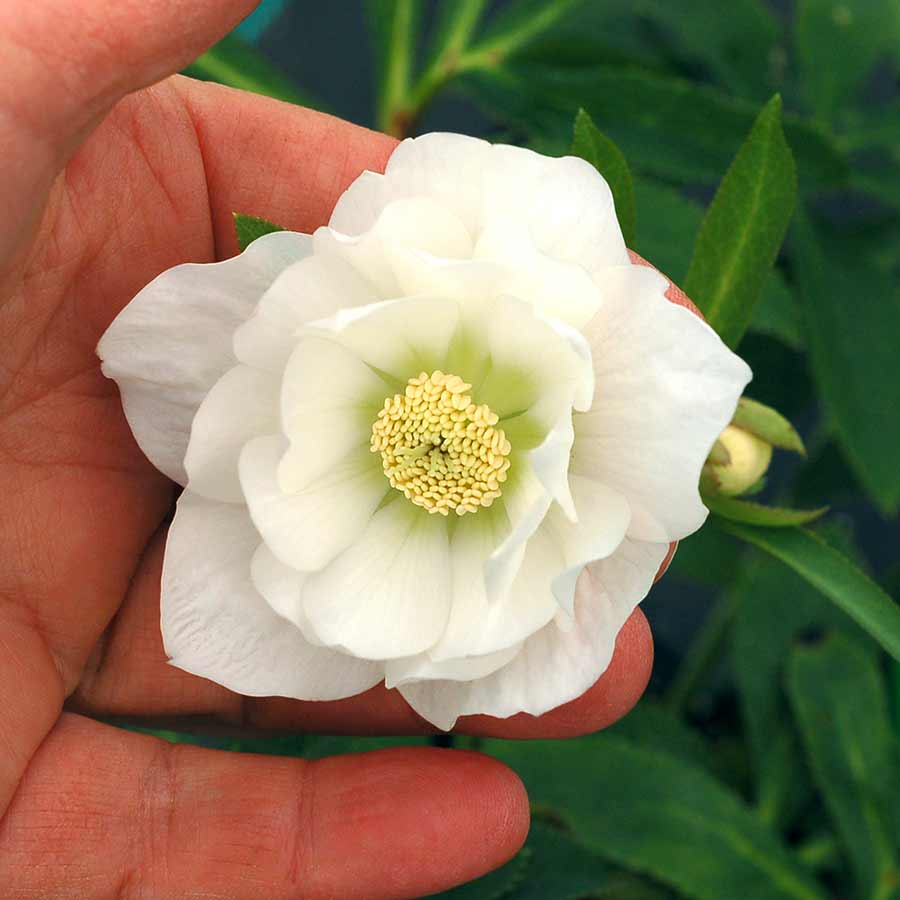 Hellebore North Star™ Crystalline