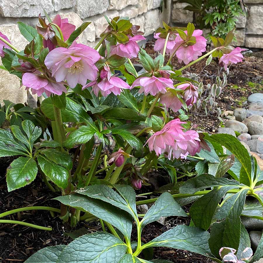 Hellebore North Star™ Pink