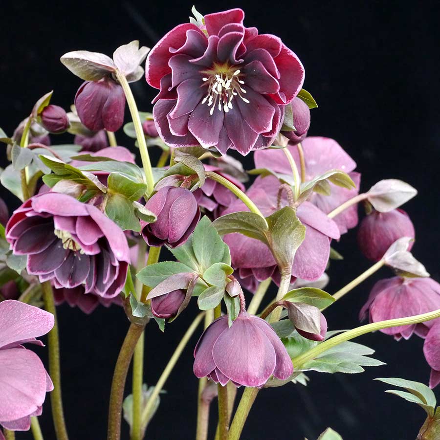 Hellebore North Star™ Plum