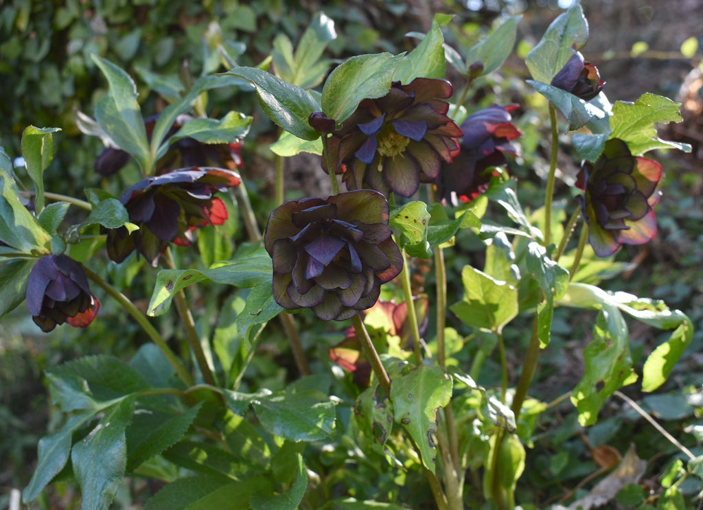 Hellebore Black Tie Affair