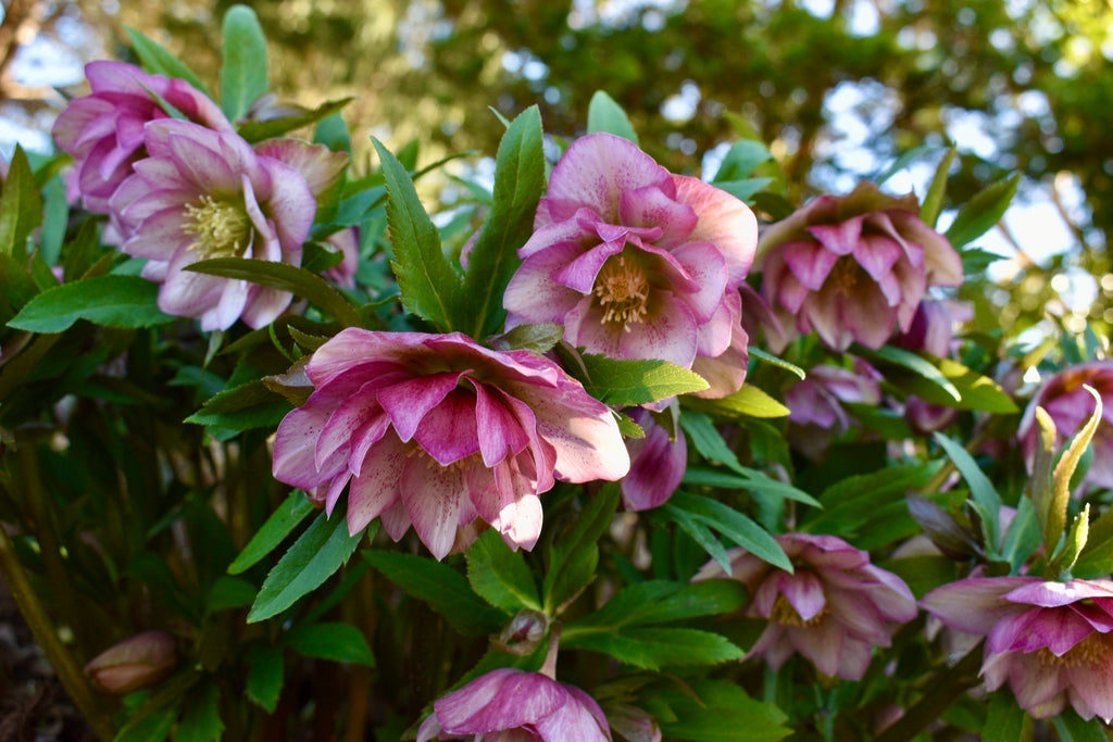 Hellebore Maid of Honour