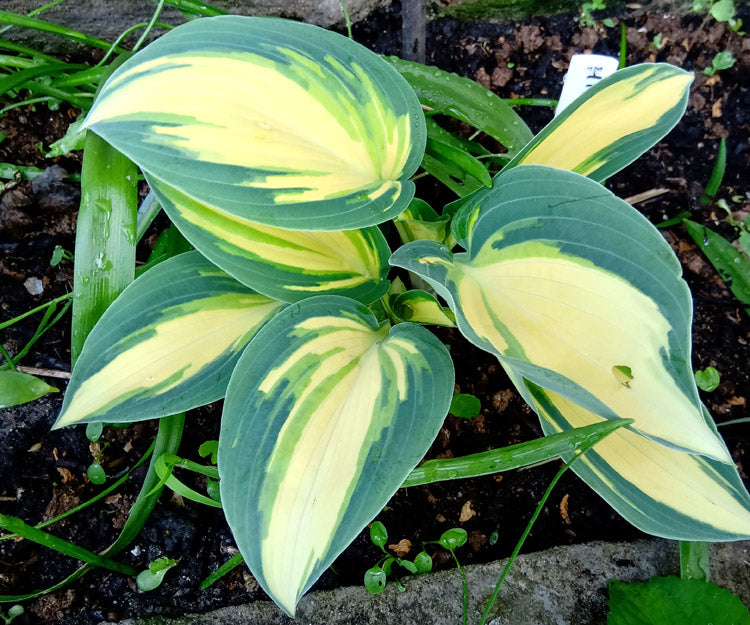 High Society Hosta Plant