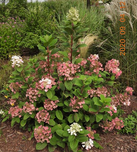 Hydrangea paniculata Little Quick Fire